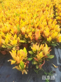 高度30厘米变叶木