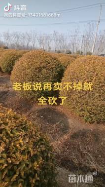 冠幅100厘米金冠女贞球