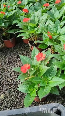 高度20厘米凤仙花