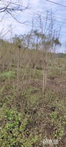 10公分蓝花楹