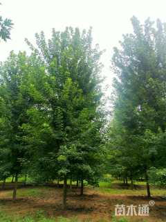 10公分美国红枫-十月光辉