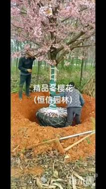25公分冬樱花