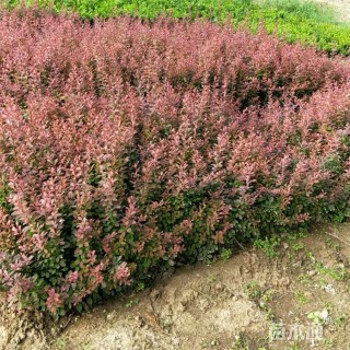 高度60厘米红叶小檗