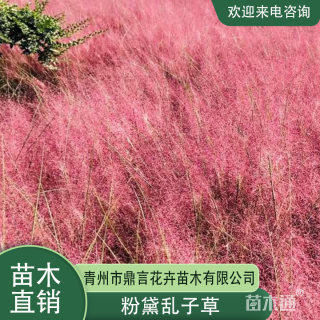 高度30厘米粉黛乱子草