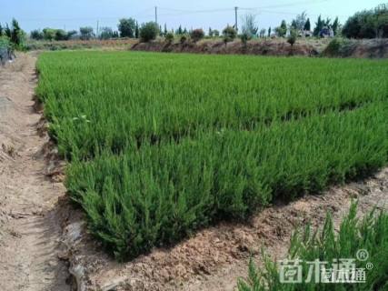 高度30厘米龙柏