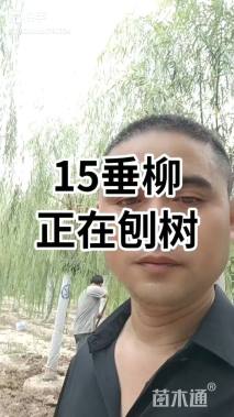 18公分垂柳