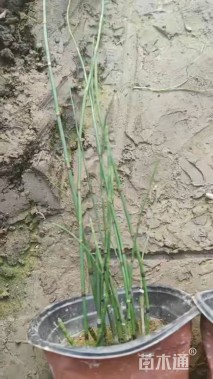 高度30厘米木贼