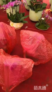 高度40厘米蝴蝶兰