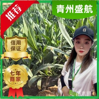 高度10厘米翠菊