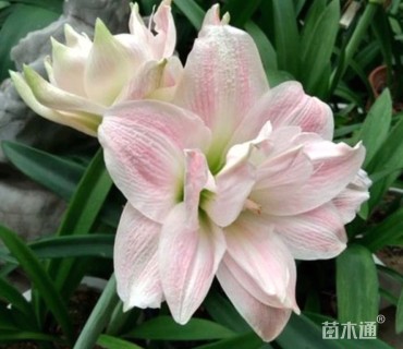 高度15厘米百子莲