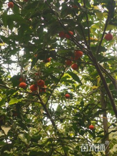 高度300厘米金弹子