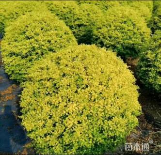 冠幅200厘米金冠女贞球