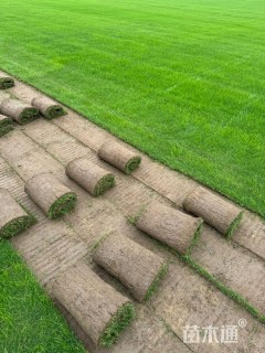 草卷状四季青草坪