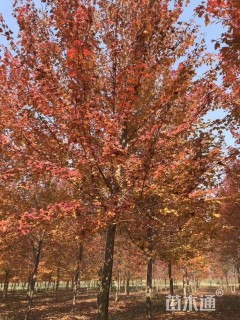 16公分美国红枫-红点