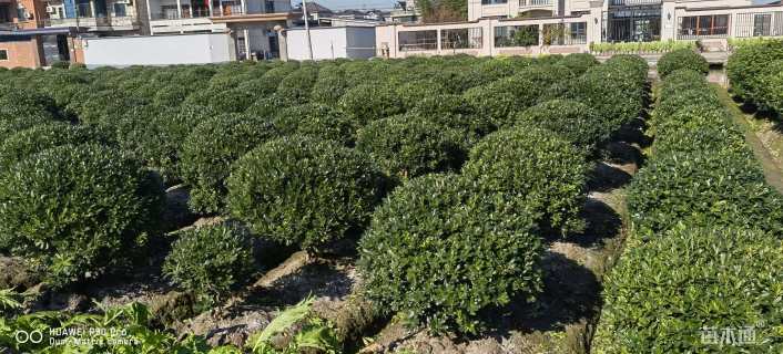 冠幅80厘米海桐球