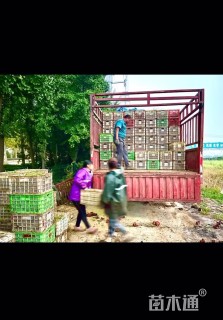 高度25厘米长春花