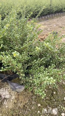 高度20厘米龟甲冬青