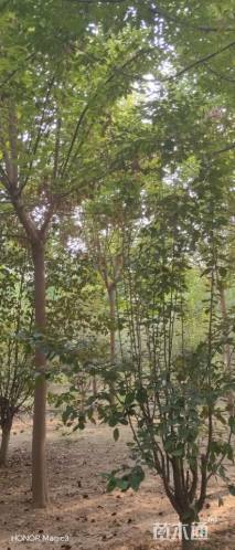 8公分复叶槭