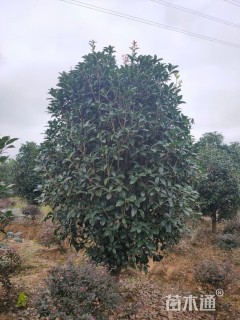 10公分桂花