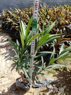 高度35厘米黄花夹竹桃