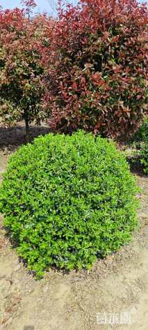 冠幅180厘米海桐球