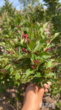 高度150厘米红王子锦带