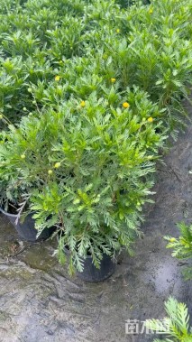 高度30厘米黄金菊