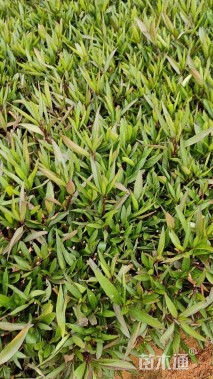 高度30厘米翠芦莉