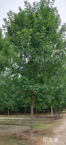 21公分速生白蜡