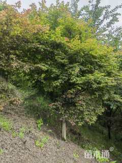 12公分日本红枫