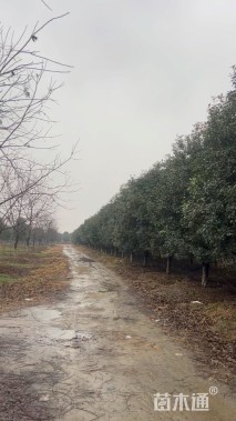 15公分红叶石楠