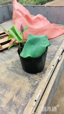 高度40厘米荷花