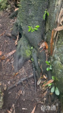 高度200厘米金弹子