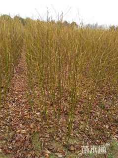 高度60厘米乌桕小苗