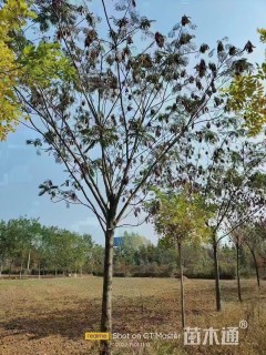 20公分合欢，低价出售