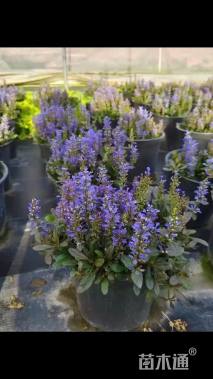 高度25厘米多花筋骨草