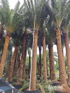 裸干高300厘米中东海枣