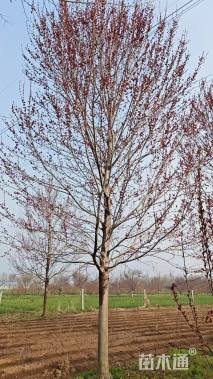 12公分美国红枫