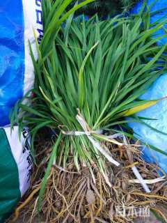 高度25厘米金娃娃萱草