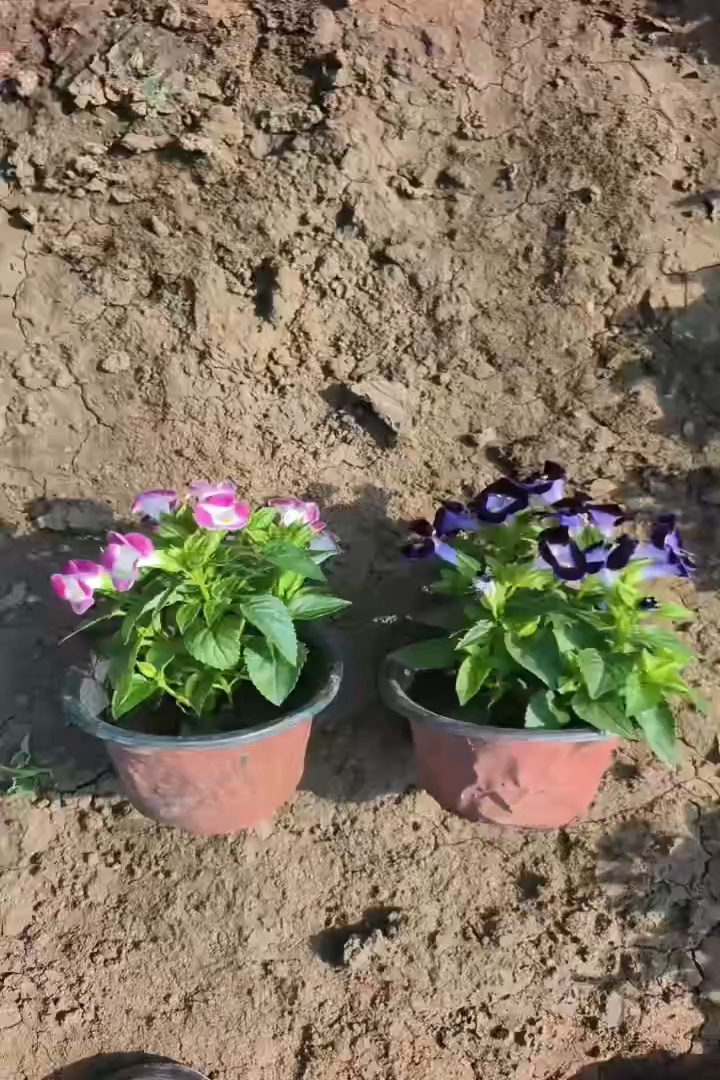 高度10厘米夏堇
