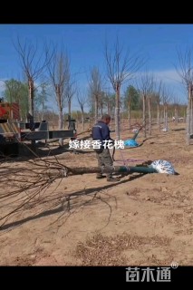 15公分嫁接香花槐