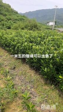 高度150厘米法国冬青