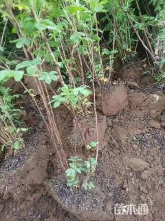 高度60厘米金露梅