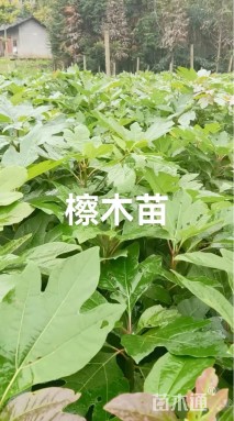 0.5公分檫木