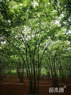 50公分丛生朴树