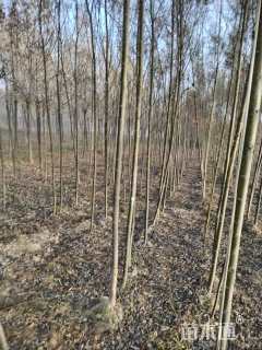 5公分柳树