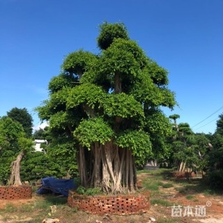 20公分小叶榕