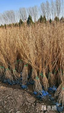 高度100厘米红王子锦带