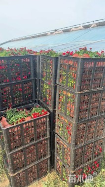 高度20厘米须苞石竹