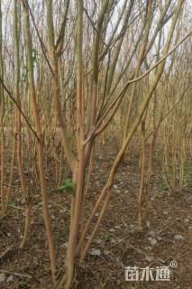 高度200厘米丛生紫薇